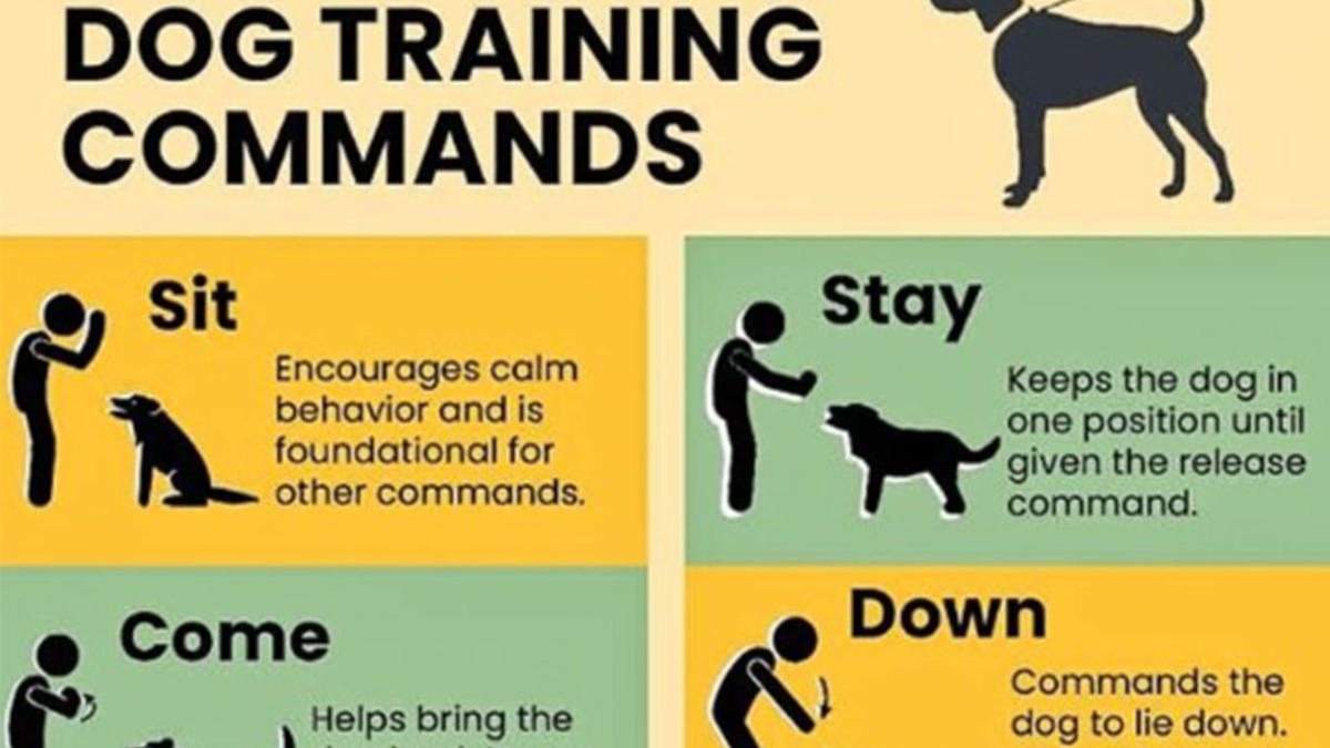 5 Basic Commands Every Dog Should Know